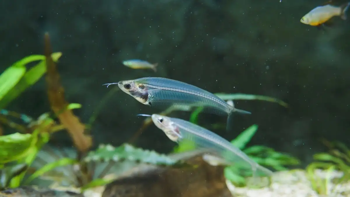 40 Coolest Freshwater Aquarium Fish 2024: For All Fish Keepers
